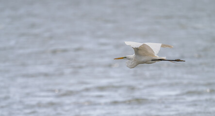 Closeup of a white heron, or great egret, flying over a lake in spring.