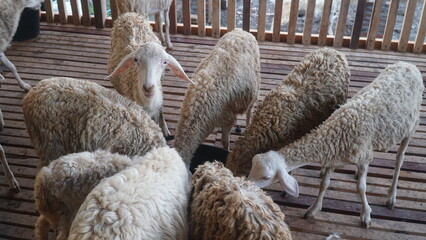 Several goats in the cage were eating food in buckets © tarasari