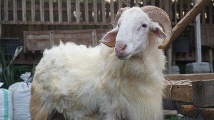 White goat with curved horns outside the cage. Focus selected