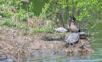 Male wood duck standing on a shore surrounded by turtles in spring.