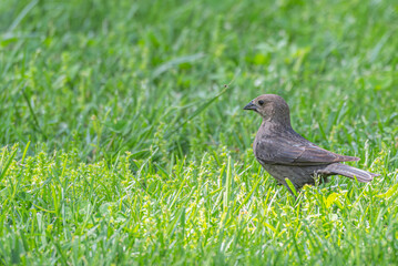 Closeup of a female brown-headed cowbird standing in bright green grass in spring.