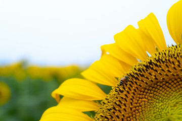 Close-up of sunflower blooming on field against blue sky