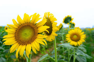 Close-up of sunflower blooming on field against blue sky