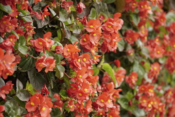 Close-up of Begonia flowers blooming