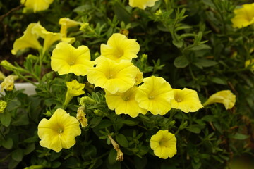 Close-up of petunia flowers