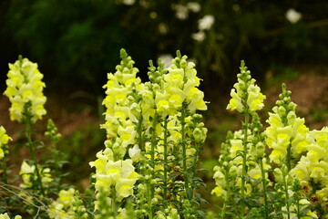 Close-up of blooming Snapdragon flowers