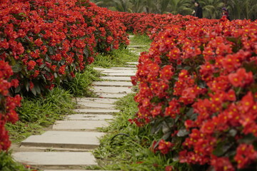 Close-up of Begonia flowers blooming