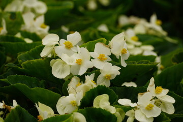 Close-up of Begonia flowers blooming