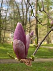 Magnolia flowers blooming in the spring forest. Beautiful nature scene.