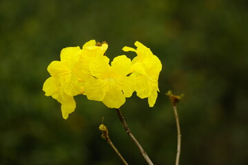 Close-up of the yellow Tabebuia aurea flower blooming