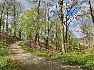 Park in the center of the city. Spring landscape with green trees and grass