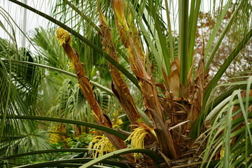 Close-up of flowers of the Arecaceae plant