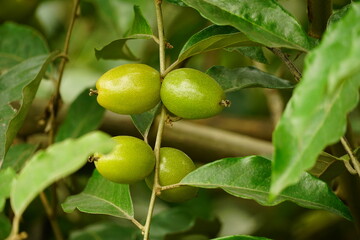 Close-up of Elaeagnus latifolia fruit on the tree