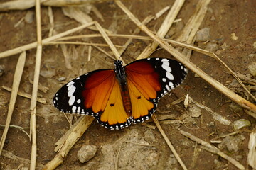 Close-up of butterfly Danaus chrysippus