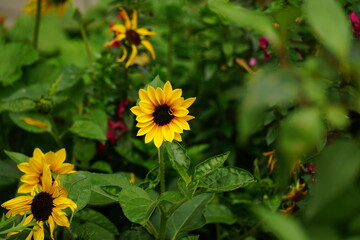 Obraz premium Close-up of blooming sunflowers