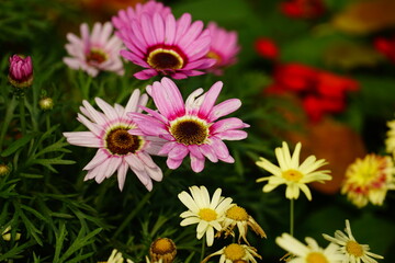 Obraz premium Close-up of Rhodanthemum flower
