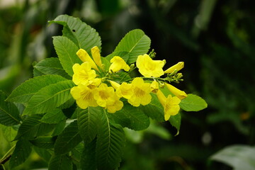 Close-up of Tecoma stans flower