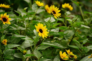 Close-up of blooming sunflowers