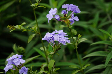 Close-up of plumbago flowers