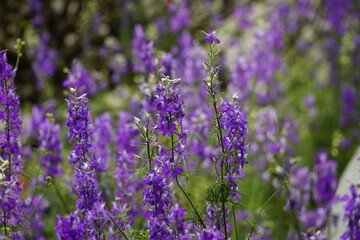 Close-up of Scutellaria baicalensis flower