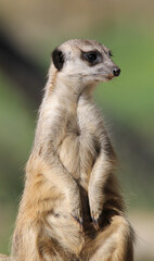 Meerkat animal standing upright on its hind legs
