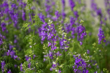 Close-up of Scutellaria baicalensis flower