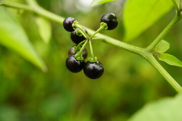 Close-up of Solanum nigrum fruit