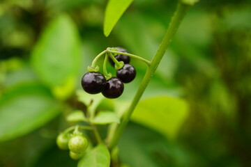 Close-up of Solanum nigrum fruit