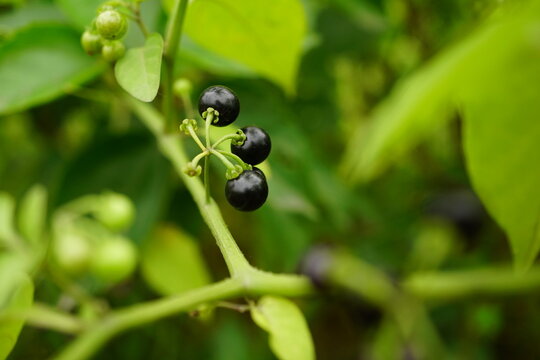 Close-up of Solanum nigrum fruit