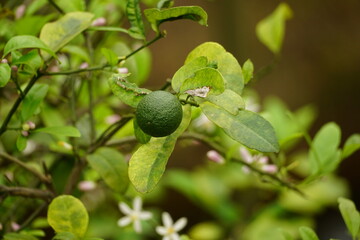 Close-up of lemon on tree