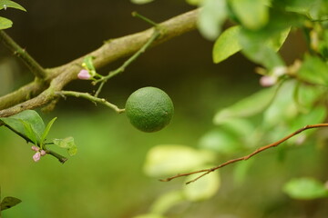 Close-up of lemon on tree