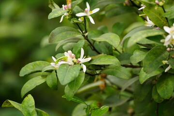 Close-up of lemon tree in bloom