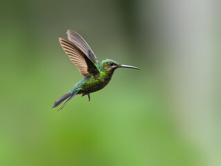 Fototapeta premium Black-throated Brilliant Hummingbird in flight on green background
