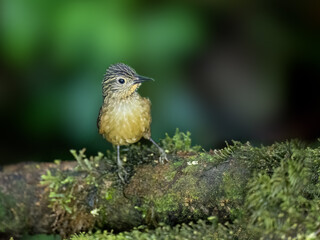 Black-billed Treehunter on mossy log on green background