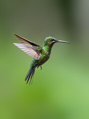Black-throated Brilliant Hummingbird  in flight on green background
