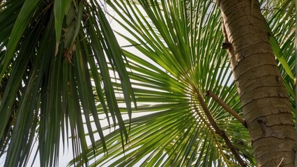 Fototapeta premium Bright green palm leaves against a clear sky