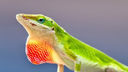 Fototapeta premium Green Anole