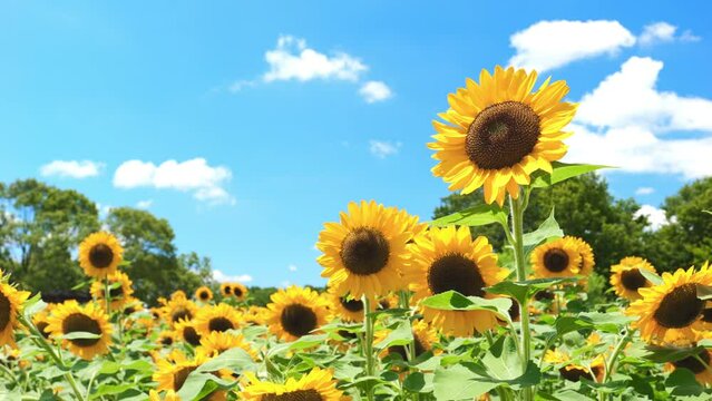 Beautiful yellow sunflowers swaying in wind in the blue sky in hot summer, Flower or flora, Nobody