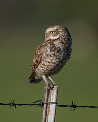 Burrowing Owl in SW Oklahoma