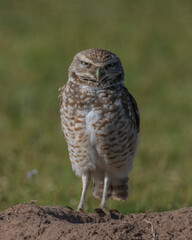 Burrowing Owl in SW Oklahoma