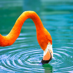American Flamingo drinks from the pool, The American flamingo (Phoenicopterus ruber) is a large species of flamingo native to the West Indies, northern South America and the Yucatan Peninsula
