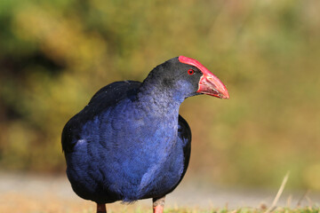 Close up portrait of an Australasian swamphen bird in a natural setting