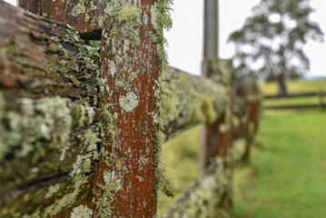 moss growing on an old fence post