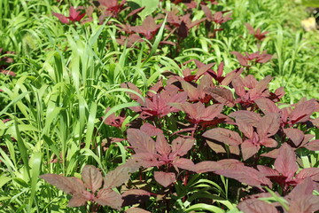 pink flowers in the garden