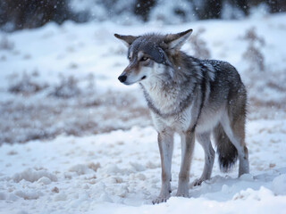 Fototapeta premium wolf in snow