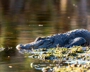 alligator in the water