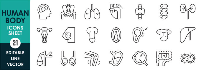 Line icons set of human body parts. Anatomy icons set in outline style. Brain, throat, spine, kidneys, lungs, heart and so on.