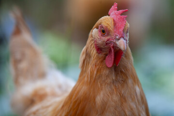 close up of a rooster
