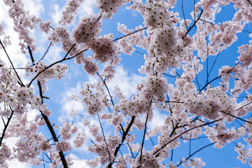 beautiful branches of cherry blossoms on the tree under blue sky Sakura flowers during spring season in the park