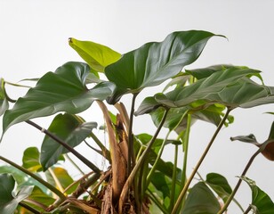 Jungle plant Philodendron martianum in the jungle on white background